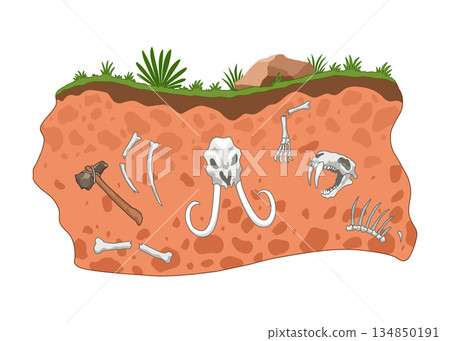 Era of Earth history. Fossil dinosaurs, elements for paleontology and archeology works. Scene with various animals bones in soil layer. Vector old dino skeletons buried underground 134850191