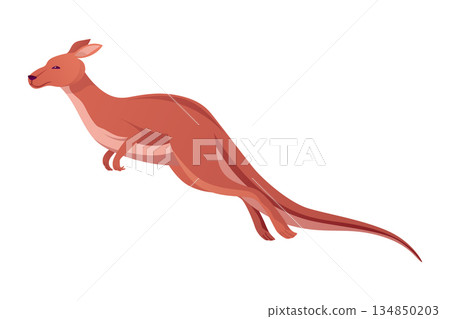 Kangaroo character posing. Adult kangaroo with pouch jumping. Vector flat cartoon animal of australian fauna and wildlife, isolated on white background Kangaroo character posing. Adult kangaroo with pouch jumping. Vector flat cartoon animal of australian fauna and wildlife, isolated on white background 134850203