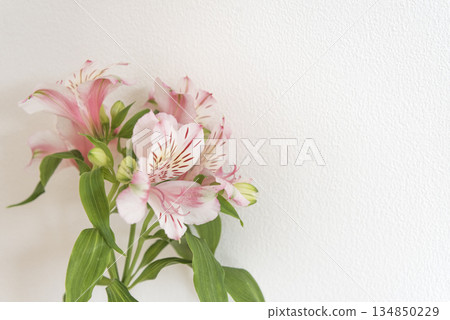 Pink flower arrangement with white background Pink flower arrangement with white background 134850229