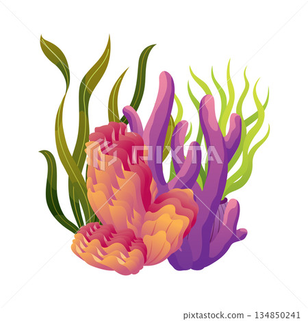 Set of watercolor seaweed and corals isolated on white background. Underwater algae. Aquarium plants collection. Vector marine life. Vector isolated corals and algae. Underwater flora Set of watercolor seaweed and corals isolated on white background. Underwater algae. Aquarium plants collection. Vector marine life. Vector isolated corals and algae. Underwater flora 134850241