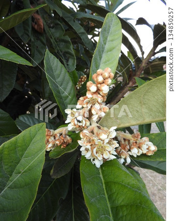 Loquat flowers bloom from autumn to winter Loquat flowers bloom from autumn to winter 134850257