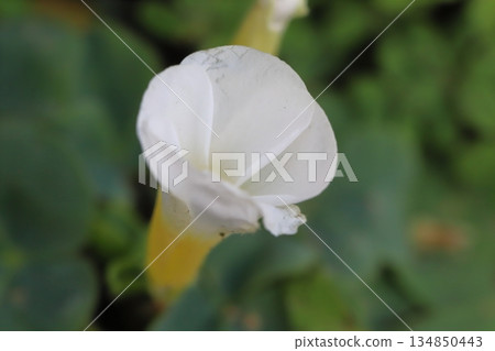 White Oxalis flowers blooming in the winter garden 134850443