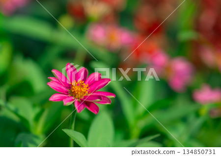 粉紅色的高級 粉紅色的高級 134850731