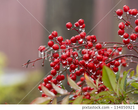 帶有水珠的南天竹漿果 134850921