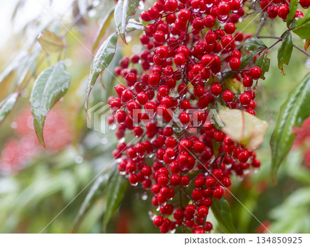 Nandina berries with water droplets 134850925