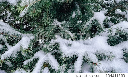 Close-up of green spruce branches covered with fresh white snow and ice crystals in a winter forest 134851263