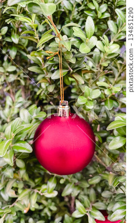 Close-up of a red matte Christmas ball hanging on green boxwood leaves in a festive winter garden Close-up of a red matte Christmas ball hanging on green boxwood leaves in a festive winter garden 134851290