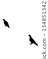 Silhouette of two pigeons 134851342