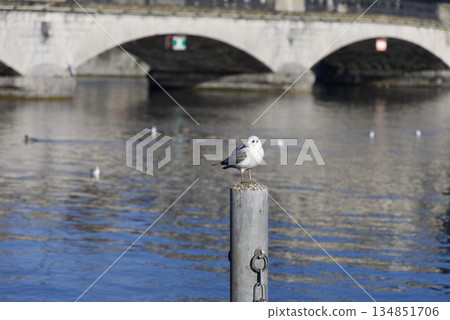 Seagulls resting by the water 134851706