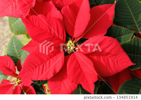 Red Poinsettia 134851914