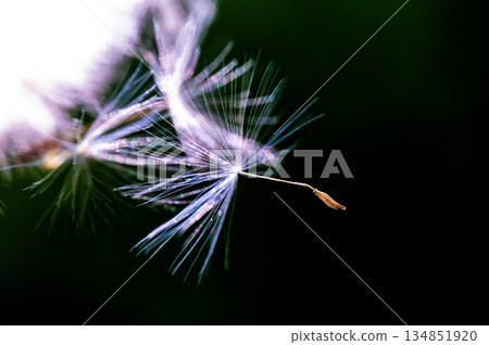 Dandelion's departure Dandelion's departure 134851920