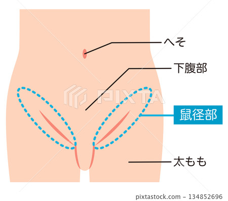 Abdomen, lower abdomen, groin 134852696
