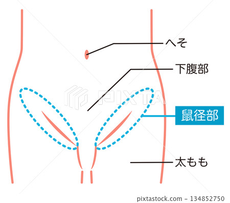 Abdomen, lower abdomen, groin 134852750