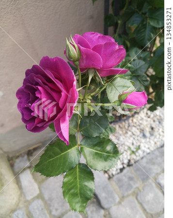 Germany Vaduz Germany Vaduz 134853271