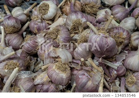 Fresh Purple Garlic Bulbs Ready For Harvest, Cooking, And Kitchen Use 134853546