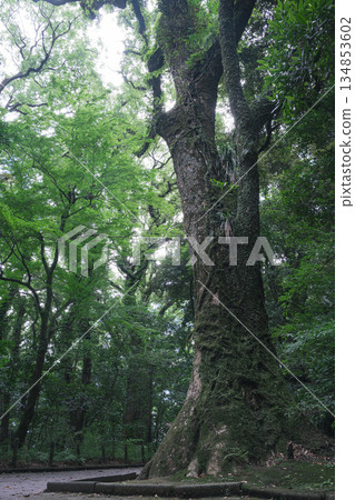 Moss-covered beech forest 134853602
