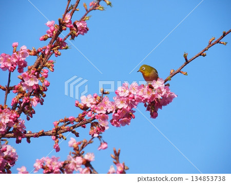松田山上的河津櫻花與繡眼鳥 134853738