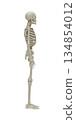 Professional 3D illustration of a human skeleton in side view profile for clinical anatomy education, spinal health studies, biomechanics research and medical visualization isolated on white. 134854012