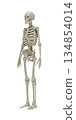 Anatomically accurate 3D model of human skeleton in three quarter view on white background for medical education, healthcare visualization, biology, orthopedics and scientific research. 3d rendering 134854014