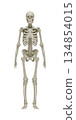 Anatomically accurate 3D rendering of a human skeleton on a white background for medical education, healthcare concepts, biological research, orthopedic studies, and scientific visualization. 134854015