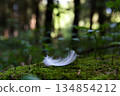 A pure white feather fluttering down onto the moss of nature 134854212