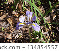 Winter-blooming iris 134854557