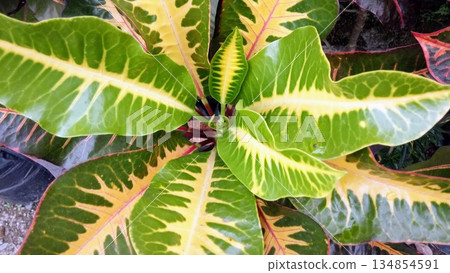 Top View of Yellow and Green Variegated Croton Houseplant 134854591