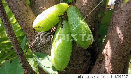Tropical Bilimbi Fruits Growing Directly on Tree Bark 134854597