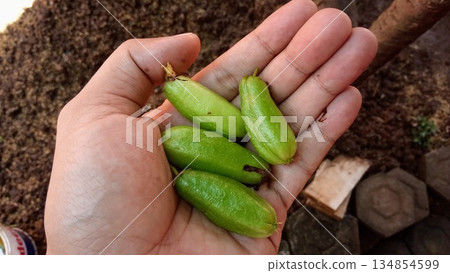 Person Holding Freshly Harvested Green Bilimbi Fruits in Hand 134854599