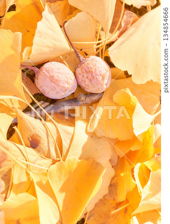 Ginkgo leaves, ginkgo nuts and fallen leaves on the roadside Ginkgo leaves, ginkgo nuts and fallen leaves on the roadside 134854666