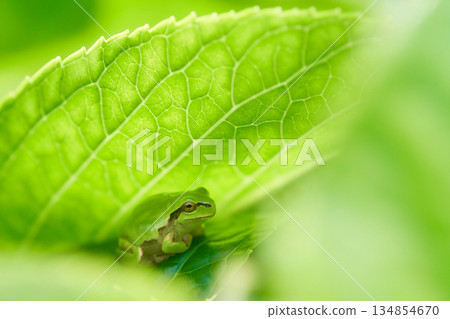 一隻日本樹蛙在繡球花的葉子間悠閒地休息和躲藏。 134854670
