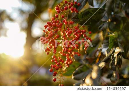 The red berries of nandina shining in the backlight and the arrival of winter 134854697