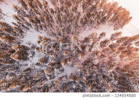 A winter forest viewed from above during the evening. Spruce and coniferous trees fill the landscape, covered in snow. The light highlights the treetops. A winter forest viewed from above during the evening. Spruce and coniferous trees fill the landscape, covered in snow. The light highlights the treetops. 134854880