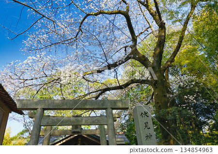 Spring scenery at Fushimi Jingu Shrine in Kyoto (Fushimi Ward, Kyoto City, Kyoto Prefecture) 134854963