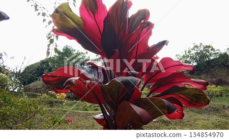 Backlit Red Cordyline Leaves Against Bright Sky - Tropical Plant Silhouette in Sunlight 134854970