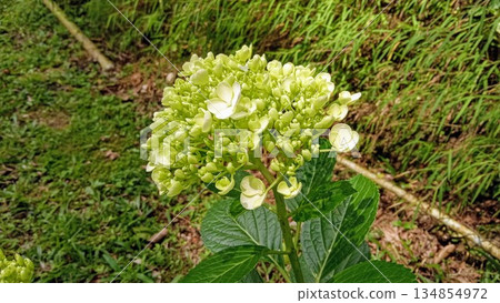 Pale Green Hydrangea Macrophylla Flower Head Before Blooming - Spring Garden Shrub Detail 134854972