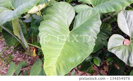 Large Elephant Ear Taro Leaf Texture in Lush Tropical Forest 134854978