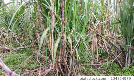 Purple Sugarcane Stalks Growing in Field Agriculture Plantation Purple Sugarcane Stalks Growing in Field Agriculture Plantation 134854979