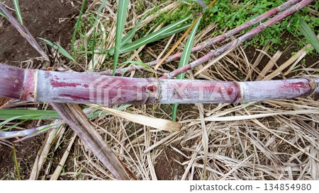 Close Up of Raw Purple Sugarcane Stalk on Ground 134854980