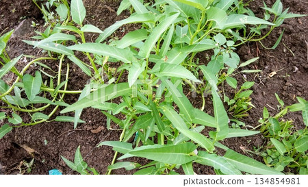 Fresh Green Water Spinach Growing in Organic Soil Garden 134854981