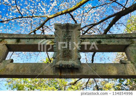 Spring scenery at Fushimi Jingu Shrine in Kyoto (Fushimi Ward, Kyoto City, Kyoto Prefecture) Spring scenery at Fushimi Jingu Shrine in Kyoto (Fushimi Ward, Kyoto City, Kyoto Prefecture) 134854996