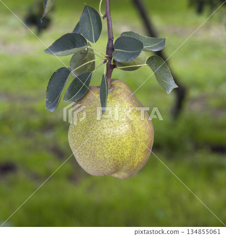 A view of an orchard in Yamagata Prefecture with La France pears nearing harvest time. A close-up of a pear. 134855061
