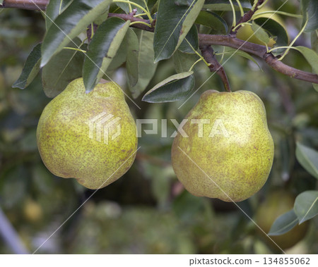 A view of an orchard in Yamagata Prefecture with La France pears nearing harvest time. A close-up of a pear. A view of an orchard in Yamagata Prefecture with La France pears nearing harvest time. A close-up of a pear. 134855062