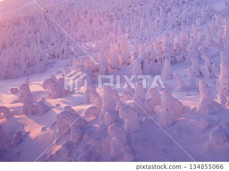 Zao's frost-covered trees bathed in the light of dawn - a spectacular winter scene featuring a row of snow monsters 134855066