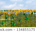 Colorful Field of Pinwheels Blowing in the Breeze on a Sunny Day 134855175