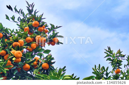 A photo of a blue sky and a ripe mandarin orange tree A photo of a blue sky and a ripe mandarin orange tree 134855626