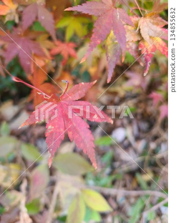 Clear autumn leaves Clear autumn leaves 134855632