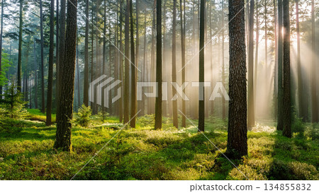 Early morning fog envelops a lush pine forest. Sunbeams pierce through tall tree trunks, creating a serene and magical atmosphere in rich green hues. Early morning fog envelops a lush pine forest. Sunbeams pierce through tall tree trunks, creating a serene and magical atmosphere in rich green hues. 134855832