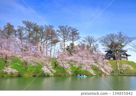 [Niigata Prefecture] Takada Castle on a clear day and cherry blossoms in full bloom 134855842