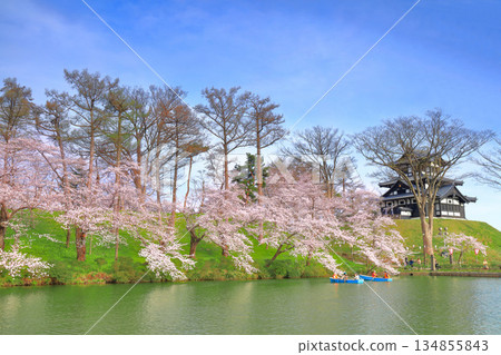 [Niigata Prefecture] Takada Castle on a clear day and cherry blossoms in full bloom 134855843